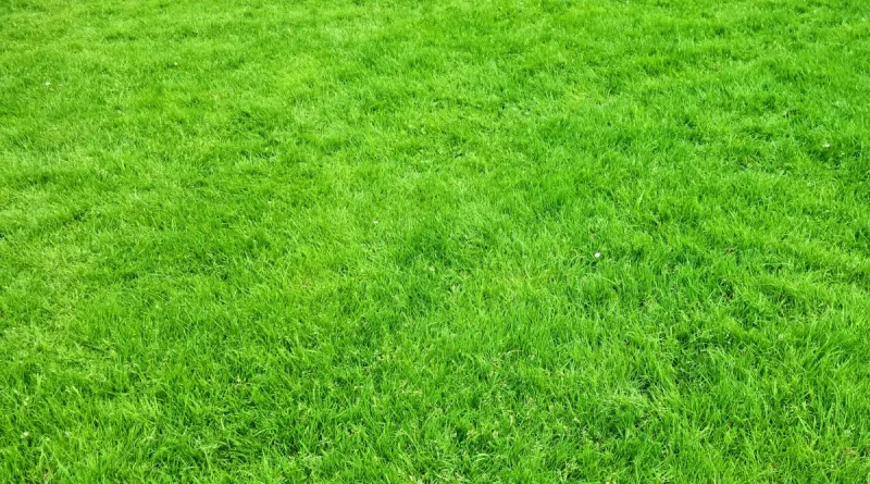 piękny trawnik