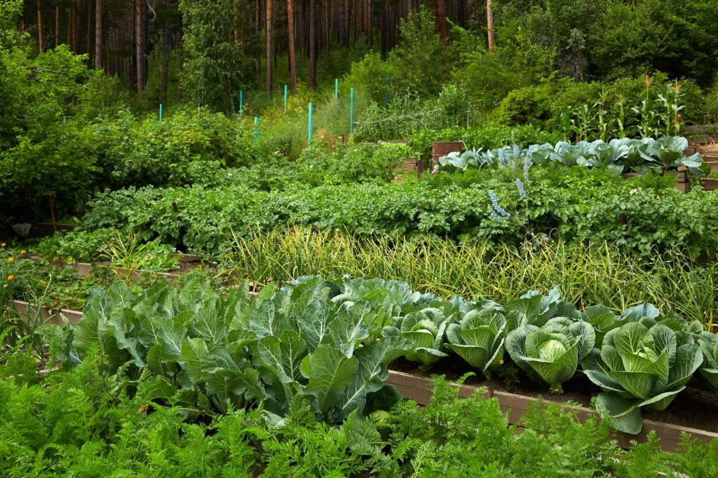 W ogrodzie znajduje się cebula, zioła, rozsady, koper, ziemniaki, znaleźć też można rzodkiewkę i sałatę.