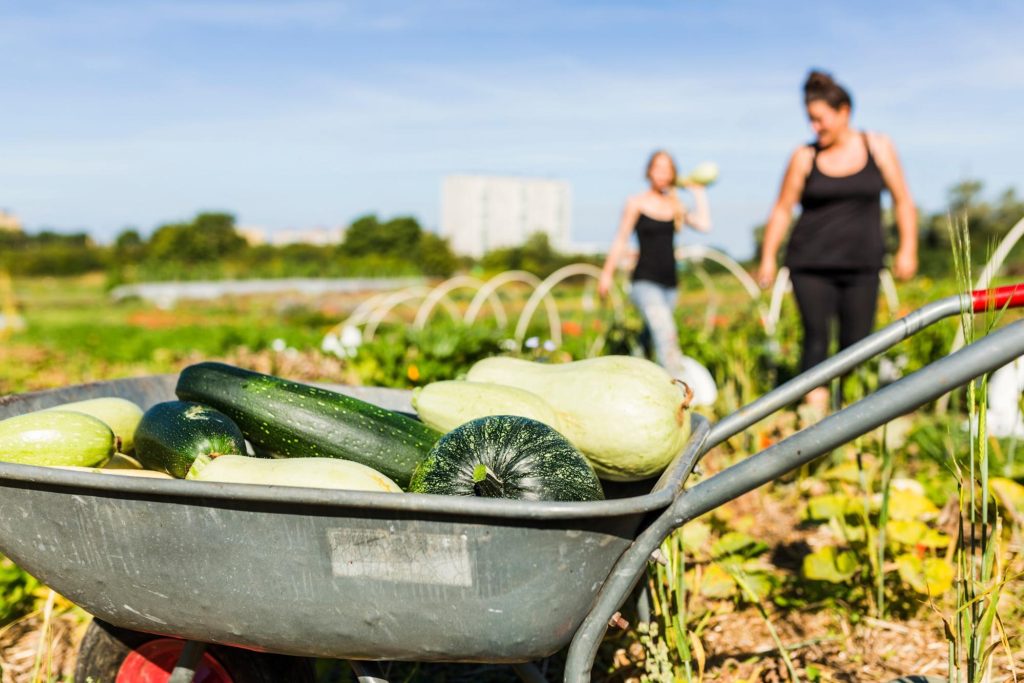 Akcesoria ogrodnicze zakupione w sklepach ogrodniczych.
