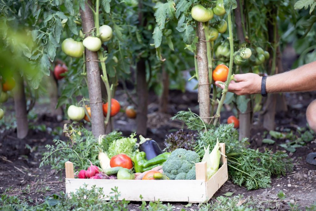 Zdjęcie przedstawia jakie skrzynie na warzywa wybrać, aby się sprawdziły