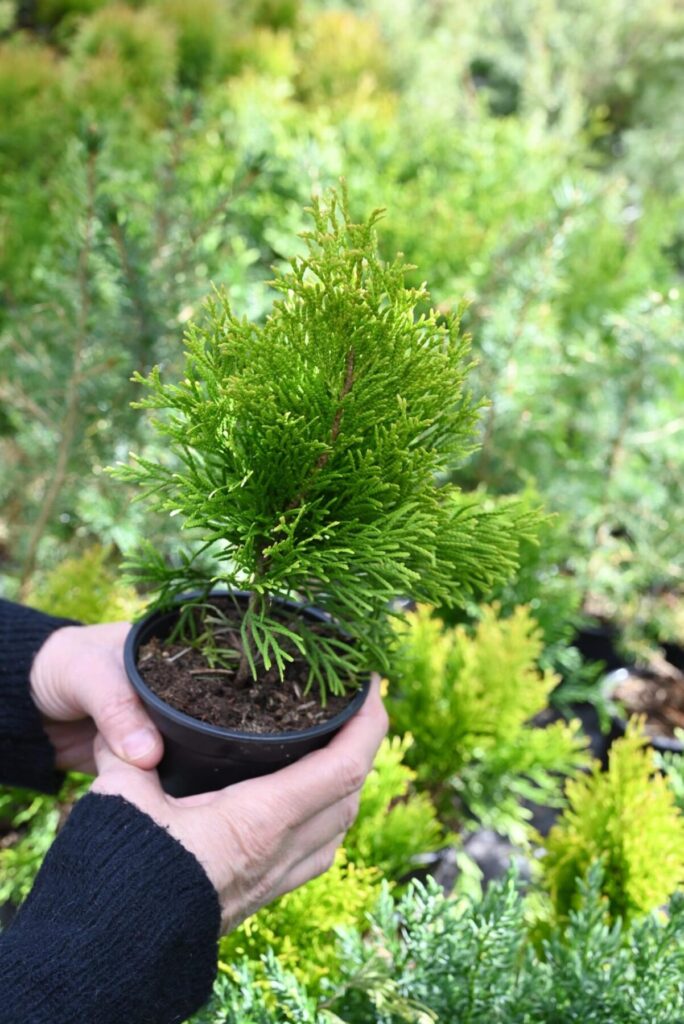Tuja posadzona w ziemi, która posiada odpowiednie składniki pokarmowe.