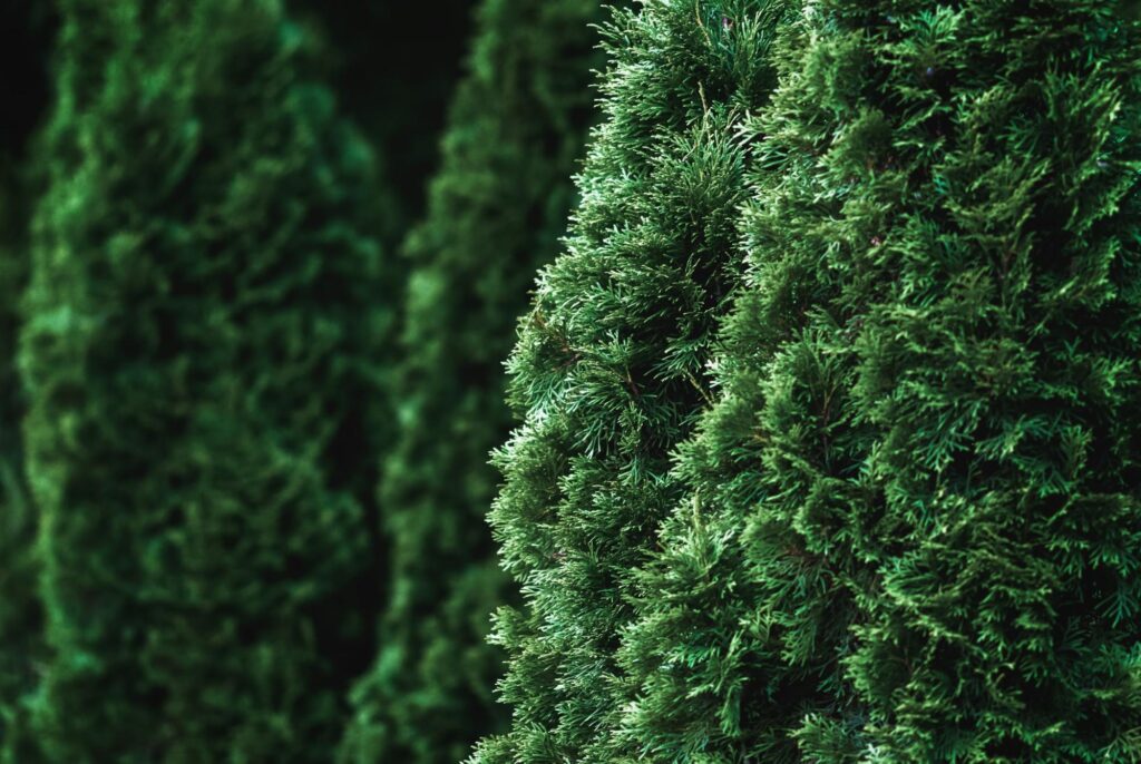 Widoczny przyrost roczny tuji o 20cm.