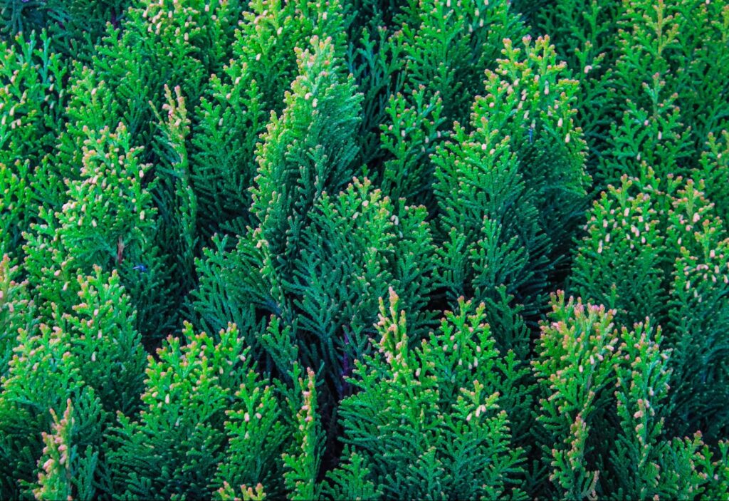 Drzewka, które nie potrzebują wymagającej gleby by zapuścić długie korzenie.