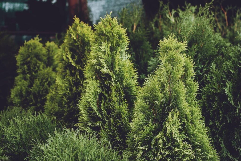 Tuje, które są zimozielone.