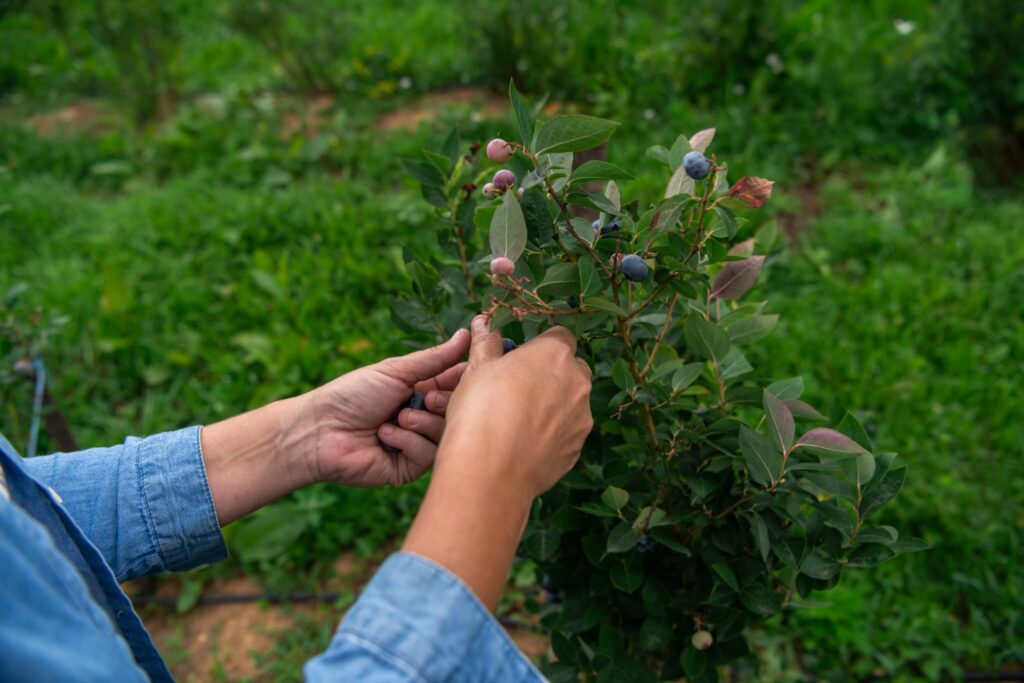 Borówka która jest rośliną mrozoodporną.