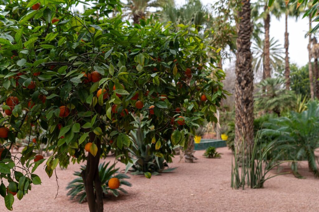 Pokazanie jak można rozplanować drzewa owocowe w ogrodzie.
