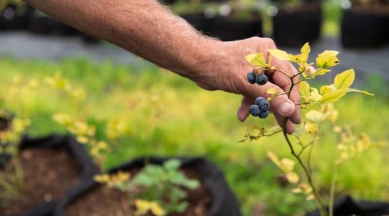 Borówka amerykańska.