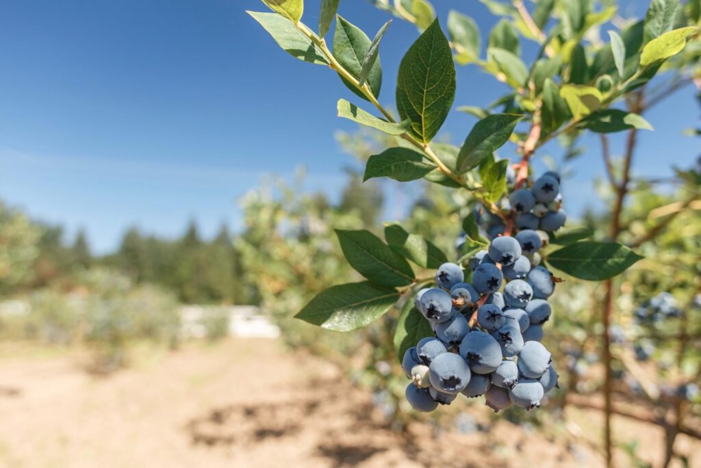 Uprawy borówki amerykańskiej.