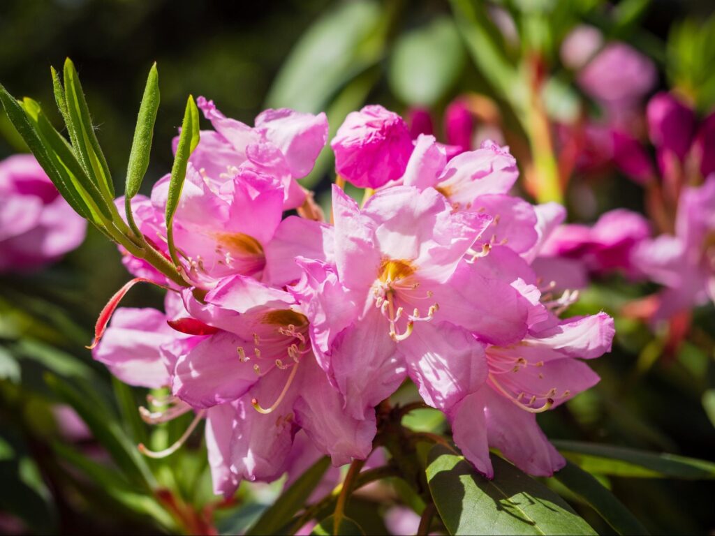 Różowe kwiaty rododendronów.