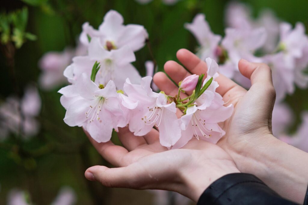 Rododendron w ogrodzie.