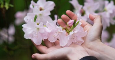 Rododendron w ogrodzie.