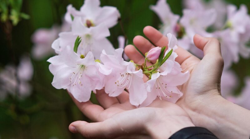 Rododendron w ogrodzie.